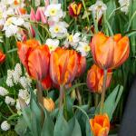 Bulbes à fleurs à planter à l'automne - Tulipe Prinsesse Irene (x8) - face recto